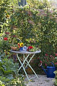 Hops on homemade privacy screens in organic garden