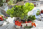 Growing lettuce in empty milk cartons