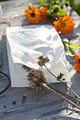 Samen von Calendula (Ringelblumen) in Tüte aus Butterbrotpapier sammeln