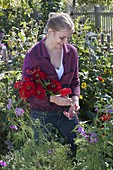 Junge Frau schneidet Zinnia (Zinnien) für Strauss