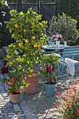 Gravel terrace with Citrus sinensis (orange), Olea europaea (olive)