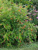Punica granatum (Granatapfel) im Sommer im Garten eingeschlagen