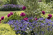 Paeonia (Peony), Alchemilla (Lady's Mantle), Geranium (Cranesbill)