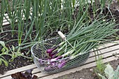 Freshly harvested red winter onion 'Electric' (Allium cepa) in wire basket