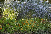 Tropaeolum (Kapuzinerkresse) als Unterpflanzung zu Aster