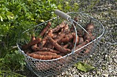 Freshly harvested carrots, carrots (Daucus carota) in a wire basket