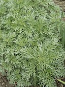 Artemisia abrotanum (Boar's rue)