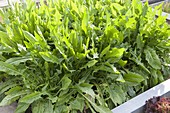 Dandelion (Taraxacum) cultivated as wild lettuce