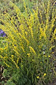 Solidago stricta (Upright goldenrod)