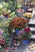 Chrysanthemum 'Balios', 'Rico' (Autumn Chrysanthemum), Cyclamen