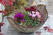 Cyclamen and Carex in hand-pottery bowl