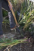 Frau gräbt Gladiolus (Gladiolen) vor den ersten Froesten aus