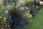 Late summer bed with Pennisetum setaceum 'Rubrum'