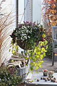 Basket with Pernettya (sphagnum myrtle), Gaultheria (false berry), Vinca major