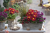 Wicker boxes and wicker planters planted with Chrysanthemum