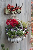 Basket with viola cornuta (horn violet), cyclamen (cyclamen)