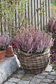 Calluna Garden Girl 'Rosita' (budding broom heather) in a basket