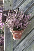 Clay pot with Calluna Garden Girl 'Rosita' (budding broom heather)