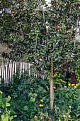 Mispel (Mespilus germanica) im Nutzgarten mit Bohnen (Phaseolus) und Calendula (Ringelblumen)