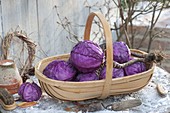 Basket of freshly harvested red cabbage