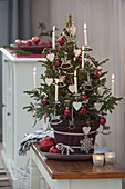 Picea 'Wills Zwerg' (Zwerg-Fichte) als lebendiger Weihnachtsbaum