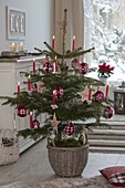 Abies nordmanniana (Nordmann fir) decorated as Christmas tree