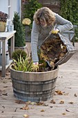 Frau wintert Sumpfpflanzen in Holzfass mit Herbstlaub ein