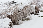 Verschneite Gräser im winterlichen Garten