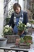 Woman planting Christmas roses in basket