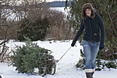 Young woman transporting abies nordmanniana on sledge