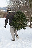 Man carrying Abies nordmanniana (Nordmann fir)