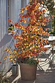 Parrotia persica (ironwood tree) in autumn colours