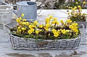 Basket box planted with Eranthis hyemalis (Wintercreeper), moss