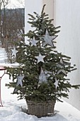 Picea pungens 'Glauca' (Blaue Stechfichte) weihnachtlich geschmückt