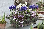 Pre-planting basket with Iris reticulata 'Harmony' (Netziris), Cyclamen coum