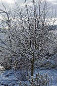 Verschneiter Baum im winterlichen Garten