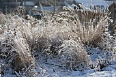 Snow-covered grazing bed: Miscanthus (Chinese reed), Spartina