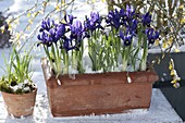 Box with Iris reticulata 'Harmony' (reticulated iris), Galanthus (snowdrop)