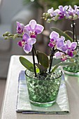 Aqualinos-Gelkugeln als vorübergehendes Substrat für Mini-Phalaenopsis