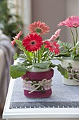 Gerbera Festival 'Cherry', pot covered with felt