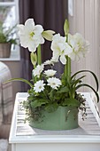 Hippeastrum 'White Peacock' (Gefuellte Amaryllis), Gerbera und Pilea