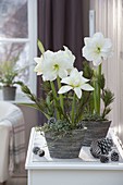 Hippeastrum 'White Peacock' (Gefuellte Amaryllis) und Pilea (Kanonierblume)