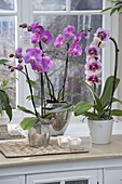 Phalaenopsis (Malay flowers, butterfly orchids)