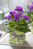 Primula malacoides (Lilac Primrose) in green and white bag as a gift
