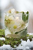 Eiswindlicht mit eingefrorenen Blüten von Helleborus (Christrosen)