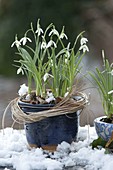 Galanthus nivalis (snowdrop) in blue pot in the snow