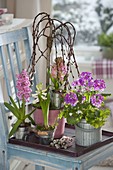 Frühling im Zimmer: Hyacinthus 'Pink Pearl' und 'White Pearl' (Hyazinthen)
