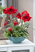 Turquoise bowl with Hippeastrum 'Royal Red' (Amaryllis), Spathiphyllum