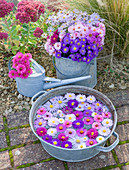WATERPERRY GARDENS, OXFORDSHIRE: ASTERS IN AUTUMN Beside STIPA TENUISSIMA AND SEDUMS IN BUCKET, WATERING CAN AND FLOATING IN Metal BOWL. Styling by Jacky HOBBS