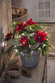 Illuminated Christmas bouquet with Euphorbia pulcherrima (Poinsettia)